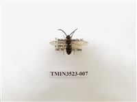 藏品(細黃胡蜂)的圖片